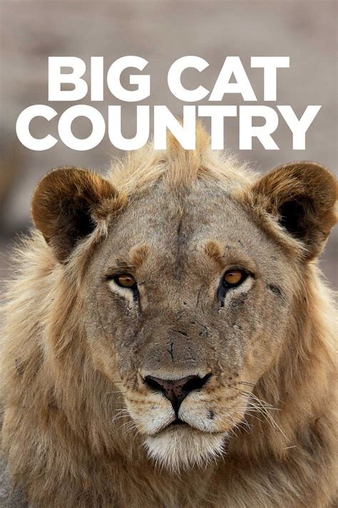 twitter big cat|twitter big cat country.